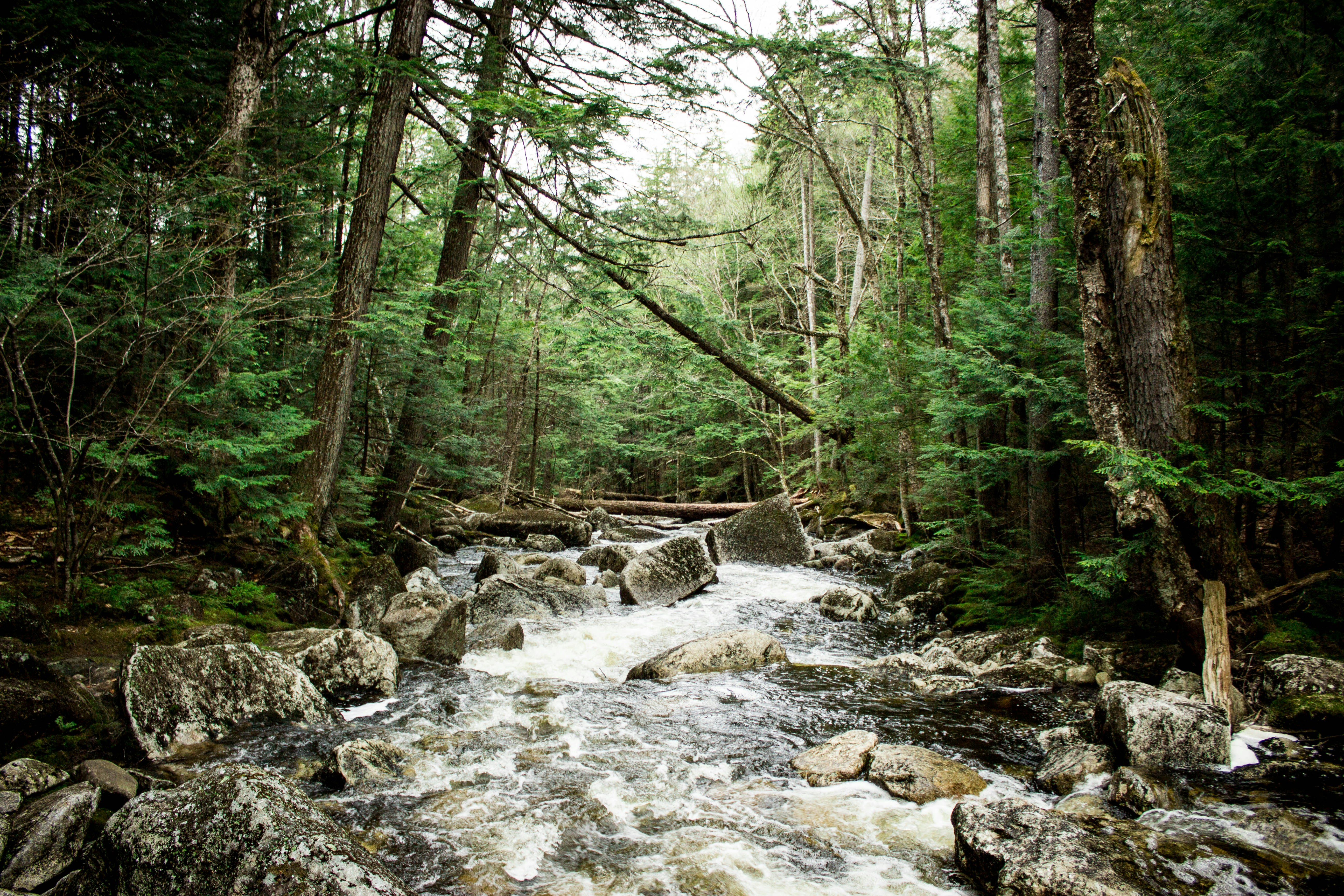 landscape photography of forest with river